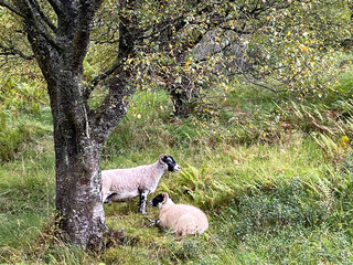 Herbstliche Schottische Highlands auf dem West Highland Way