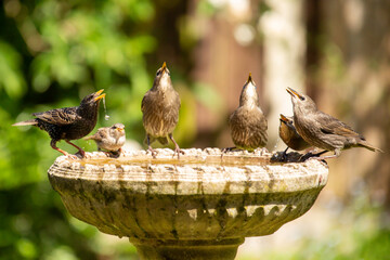 Starlings and a Sparrow on birdbath
