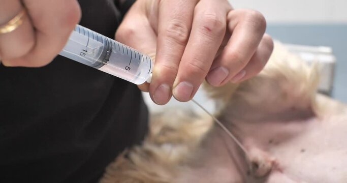 A dog with bladder disease had a urinary catheter placed. The veterinarian injects medicine from a syringe into the urinary catheter. The concept of a disease of the urinary system in an animal.