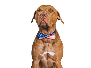 Cute brown puppy and an American Flag. Close-up, indoors. Studio shot. Congratulations for family, loved ones, friends and colleagues. Pets care concept