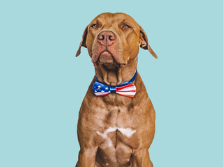 Cute brown puppy and an American Flag. Close-up, indoors. Studio shot. Congratulations for family, loved ones, friends and colleagues. Pets care concept