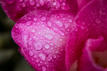 water drops on pink flower