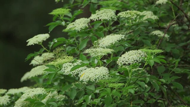 The flower of the Sambucus nigra, known as elder