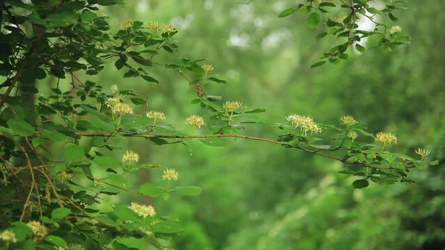 The flowers of Cornus sanguinea, the common dogwood or bloody dogwood
