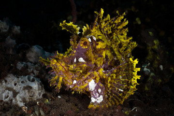 A very rare tropical fish - Paddle-Flap Scorpionfish - Rhinopias eschmeyeri. Sea life of Bali,...