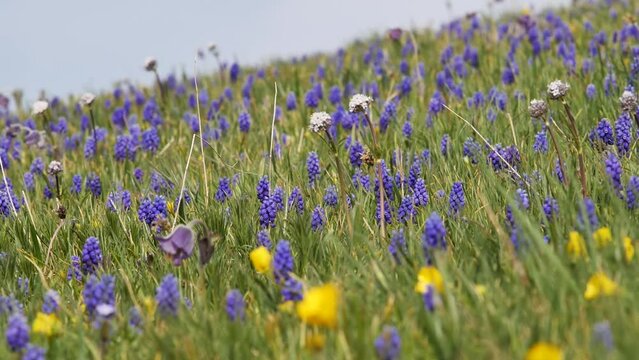 Mountain forbs in the flowering period. Blue mountain meadow clover with yellow flowers and lush green grass. Bees bring delicious honey in between the flowering of mountain flowers