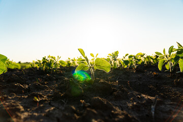 Closeup of green soy sprouts planted. Green young soya plants growing from the soil. Backlit young...