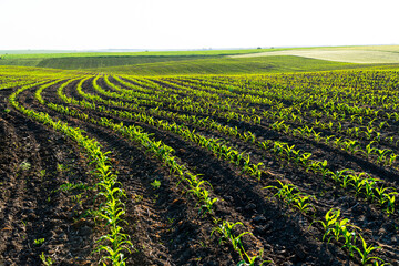 Rows of young corn shoots on a cornfield. Landscape view of a young corn field. Green young corn...