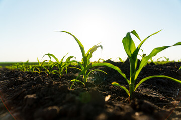 Closeup of green corn sprouts planted in neat rows. Green young corn maize plants growing from the soil. Backlit young maize seedling. Young cornfield with sunset. Agriculture. Soft focus