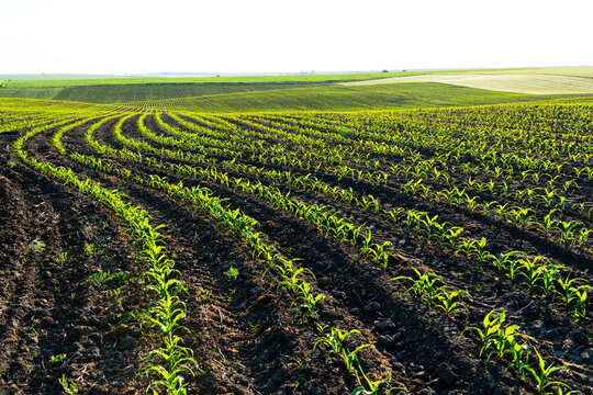 Rows Of Young Corn Shoots On A Cornfield. Landscape View Of A Young Corn Field. Green Young Corn Maize Plants Growing From The Soil. Agricultural Concept