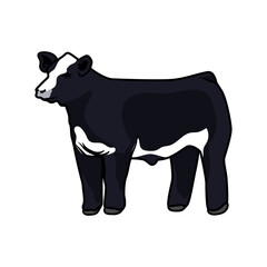 heifer cattle for meat and livestock show-3