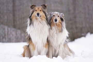 Two adorable rough Collie dogs (sable and white and blue merle) posing outdoors sitting together on a snow in winter