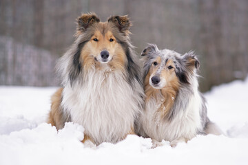 Two adorable rough Collie dogs (sable and white and blue merle) posing outdoors together lying down...