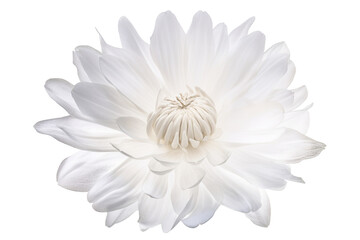 White Waer lily flower on transparent background. Generative AI illustration