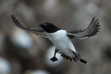 Razorbill coming in to land on cliff