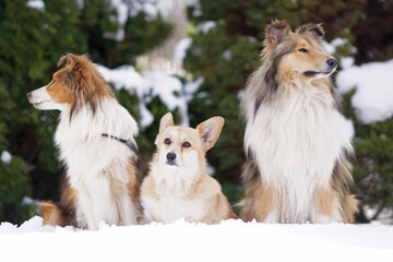 Three sheepdogs (fawn and white Welsh Corgi Pembroke, sable and white Sheltie and rough Collie)...