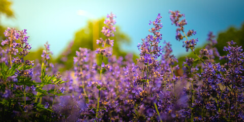 Tall purple lavender wildflowers in bloom against a clear blue sky