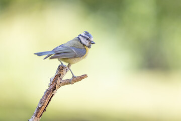 Blue Tit (Cyanistes caeruleus) in summer. Perched on a branch with a natural, light green foliage background - Yorkshire, UK in June