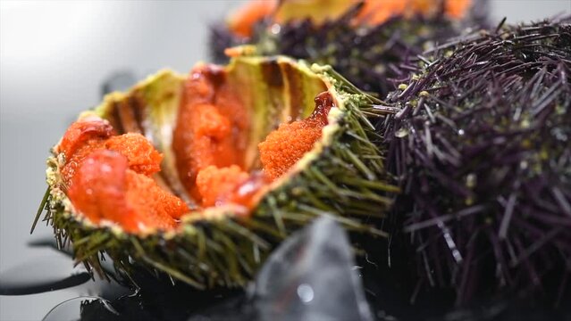 Sea Urchin with caviar close-up, on black background. Fresh open sea urchins with ice, ready to eat. Border design, delicatessen food. Traditional Mediterranean food. Roe. Sea food closeup 