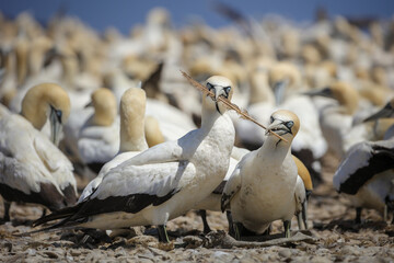 Cape gannet couple sharing a feather in a mating dance