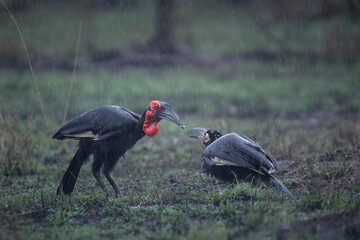 Obraz premium Adult ground hornbill looking for food in the rain to feed its juvenile bird