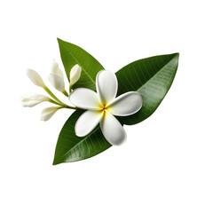 Spa, beauty salon concept, frangipani flower isolated on transparent background, PNG Generative AI