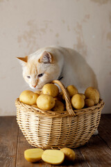 Fototapeta na wymiar A beautiful fat white cat sniffs a wicker basket of potatoes. Brown wooden table, beige background.