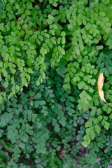 Adiantum raddianum, the Delta maidenhair fern, is one of the most popular ferns to grow indoors.