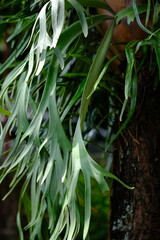 Platycerium bifurcatum, the elkhorn fern or common staghorn fern, is a species of fern native to Java, New Guinea and eastern Australia, © Ika
