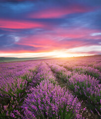 Meadow of lavender.