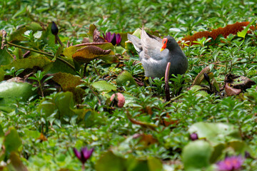 Beautiful Elum Bird walk on lotus leaves in swamp.