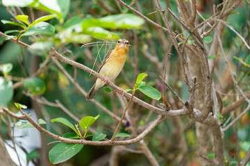 Golden sparrow is making its own nest preapring for its baby bird on the branches of tree.