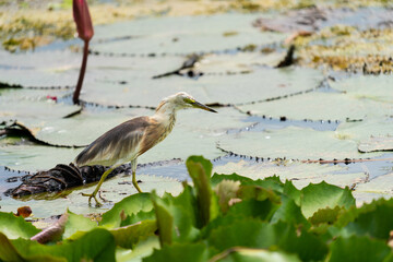 Beautiful Javan Pond Heron waling on lotus leaves in swamp.