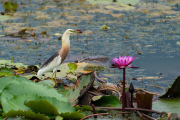 Beautiful Javan Pond Heron waling on lotus leaves in swamp.