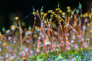 Tiny moss covered with dewdrops in the national park