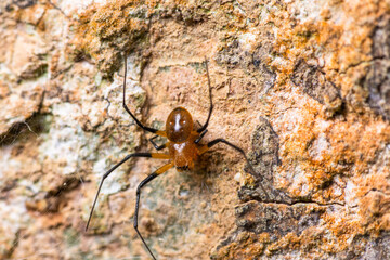 Brown spider climbing on tree trunk in tropical forest
