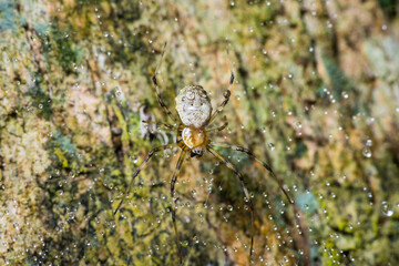 Spider climbing on the tree trunk with dew drop on its web in national park