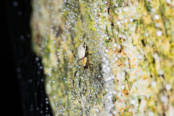 Spider climbing on the tree trunk with dew drop on its web in national park