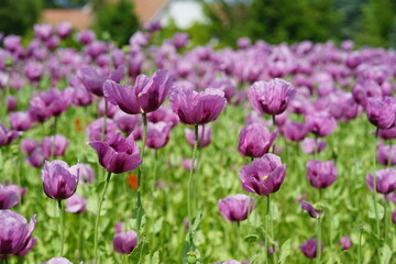 Obraz premium pink ,Mohn ,Wiese ,rosa, Bäcker, raw
