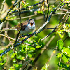 Whitethroat, bird, Colorful Dutch landscape, Drenthe highlands.