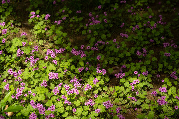 small pink flowers on the ground, half in sunlight and half in shadow