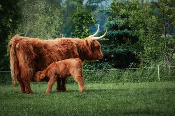 Schottisches Hochlandrind -  mit Kalb - Longhorn - Rind - Tier - Animal - Highland Cow and Calf -...