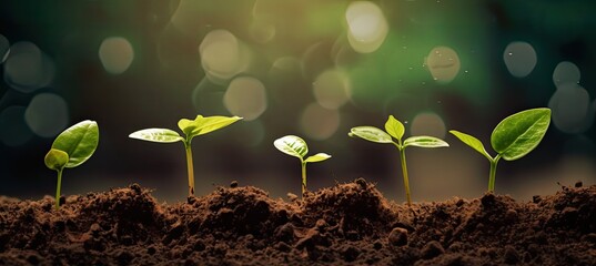 Growth Trees concept Coffee bean seedlings nature background.