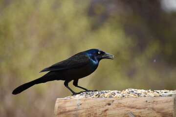 A bronze quiscale at the feeder, Sainte-Apolline, Québec, Canada