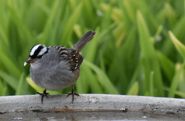 A sparrow in the garden, Sainte-Apolline, Québec, Canada