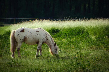 Naklejka na ściany i meble Pferd - Ponny - Horse - Meadow - Grazing