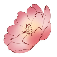 Hand drawn illustration of summer garden peony flower