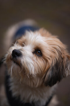 Insanely cute litte dog