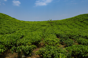 Fototapeta na wymiar Rwanda tea plantation
