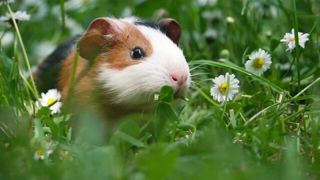 guinea pig in the grass